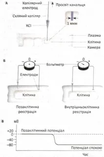 ПОРУШЕННЯ, ПОРУШЕННЯ ТА МЕМБРАНІ ПОТЕНЦІАЛИ, Мембранний потенціал та спокою (МПС) мембрані