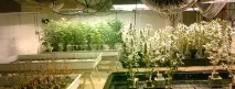 Вирощування марихуани в домашніх умовах конопель