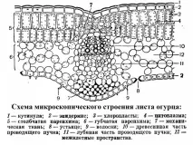Цікава мікроскопія скло
