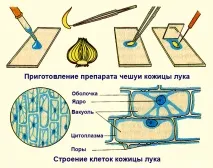 Цікава мікроскопія мікроскопія