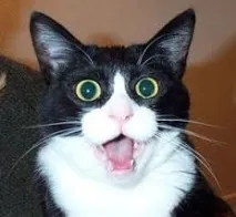 котячої