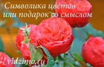 Значення живих квітів при подарунку живих