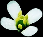 Арабідопсис - Arabidopsis Thaliana thaliana