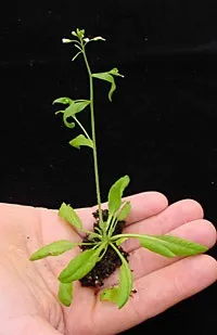 Арабідопсис - Arabidopsis Thaliana арабідопсис