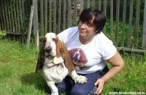 Бассет-хаунд відгуки власників про породу відгуки