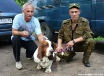 Бассет-хаунд відгуки власників про породу бассет-хаунд