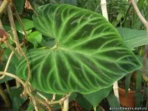 Dieffenbachia