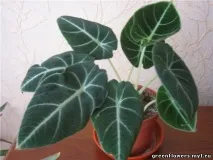 Philodendron