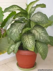 Philodendron