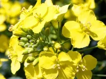 Переробка ріпаку ріпаку