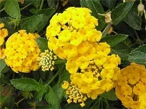 лантану