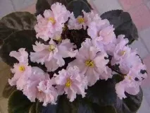 Хвороби фіалок з фотографіями їх опис, заходи попередження та їх лікування фотографіями