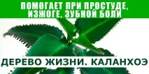 ДЕРЕВО ЖИТТЯ, Корисні поради каланхое