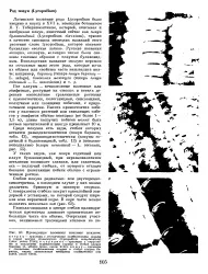 Епідерма - Велика Енциклопедія Нафти та Газа, стаття, сторінка 4 нафти
