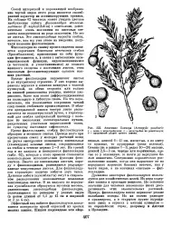 Епідерма - Велика Енциклопедія Нафти та Газа, стаття, сторінка 4 нафти