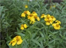 Флора і фауна фауна