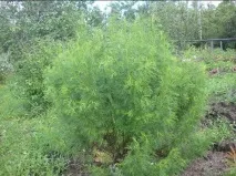 Флора і фауна рослина