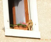 номерів