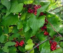 Флора і фауна фауна