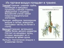 З гортані повітря потрапляє у трахею - Презентація 201357-12 гортані
