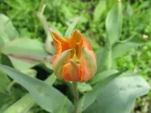 Кладовочка - Blog Archive - Тюльпани archive