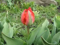 Кладовочка - Blog Archive - Тюльпани blog