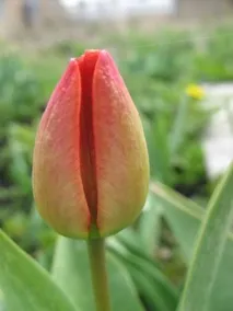 Кладовочка - Blog Archive - Тюльпани кладовочка