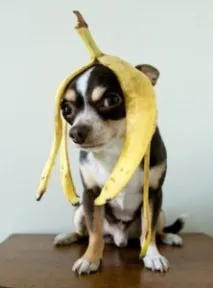 Прізвиська для чихуахуа, DecorDog чихуахуа