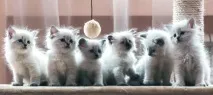 До чого сняться кошенята ТОП 5 тлумачень! Багато маленьких кошенят уві сні, що це означає кошенята