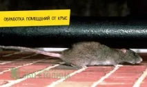 Щури у вентиляції - що робити щури