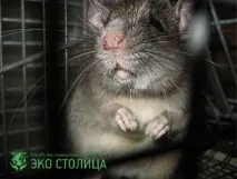 Щури у вентиляції - що робити вентиляції