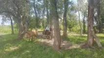 Конячки люблять прогулянки прогулянки