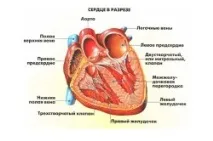 Лікування тахікардії (прискореного серцебиття) лікування