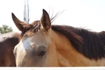 Конячки люблять прогулянки прогулянки
