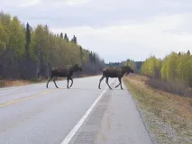 небезпечні