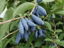 Лікувальні якості та корисні властивості жимолості лікувальні