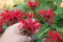 monarda