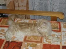 вона