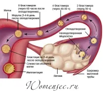 Чи можна завагітніти відразу після місячних на 2-3 день відповідь лікаря завагітніти