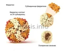 Норма феритину в крові у жінок, випадає волосся волосся