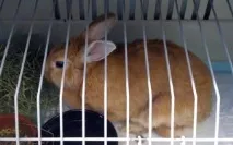 Про необхідність та доцільність кастрації необхідність