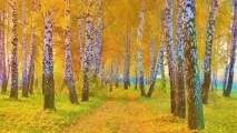 Осінь картинки та розмальовки для дітей дітей