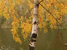 Осінь картинки та розмальовки для дітей дітей