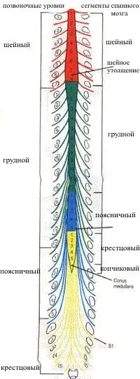 гръбначния