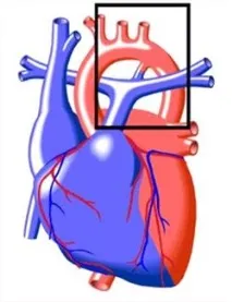 foramen