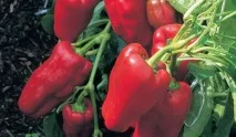 Перець солодкий низькорослі сорти з описом та фото описом