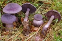 cortinarius