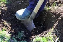 Пересадка вишні у серпні докладна інструкція докладна