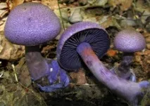 cortinarius