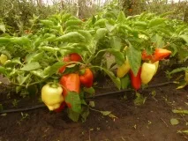 Перець солодкий низькорослі сорти з описом та фото низькорослі